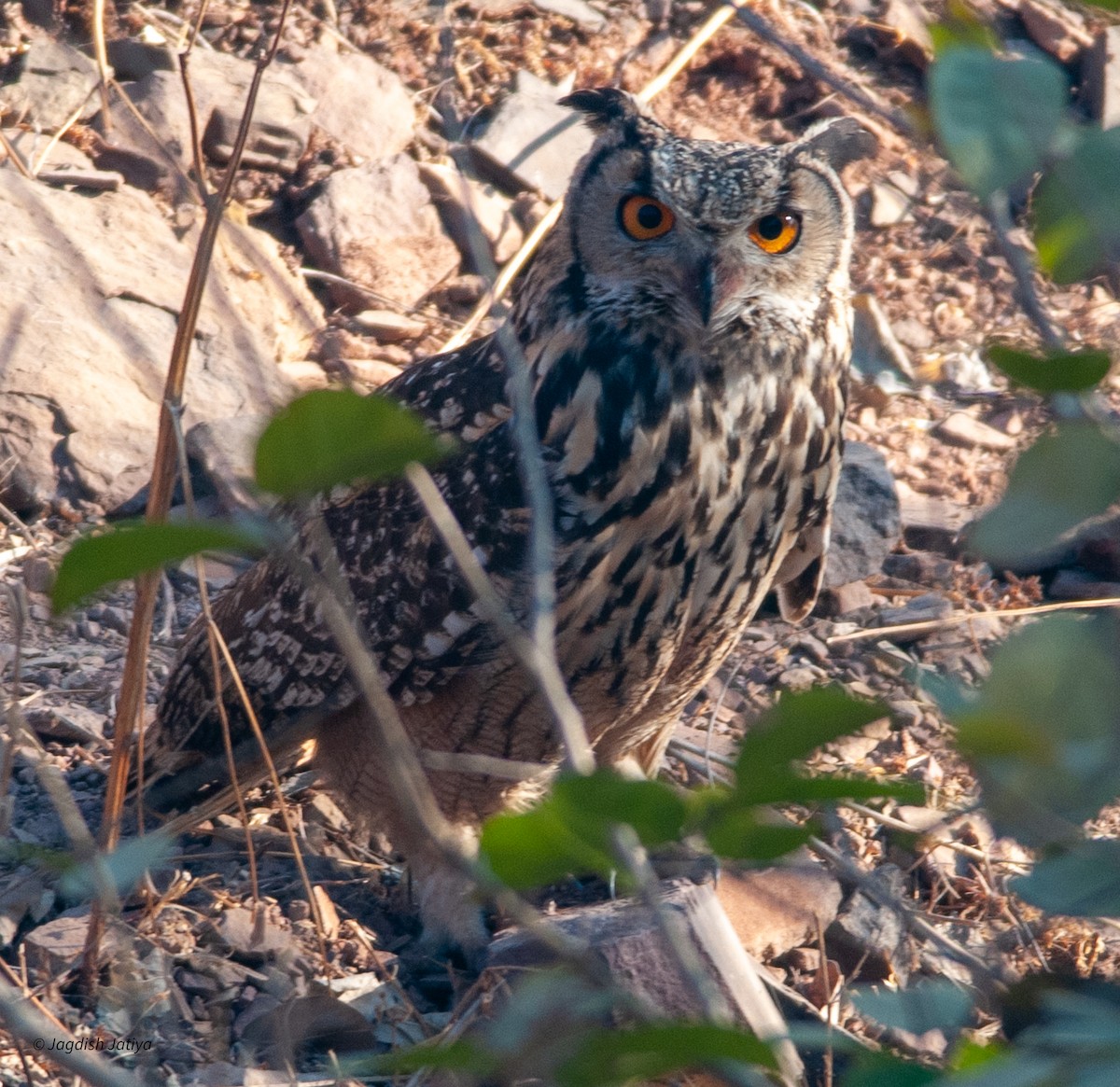Rock Eagle-Owl - ML599943691