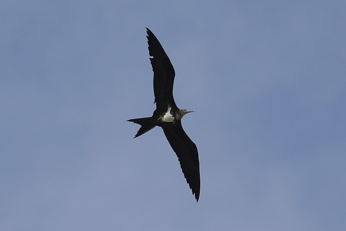 Lesser Frigatebird - ML599944181