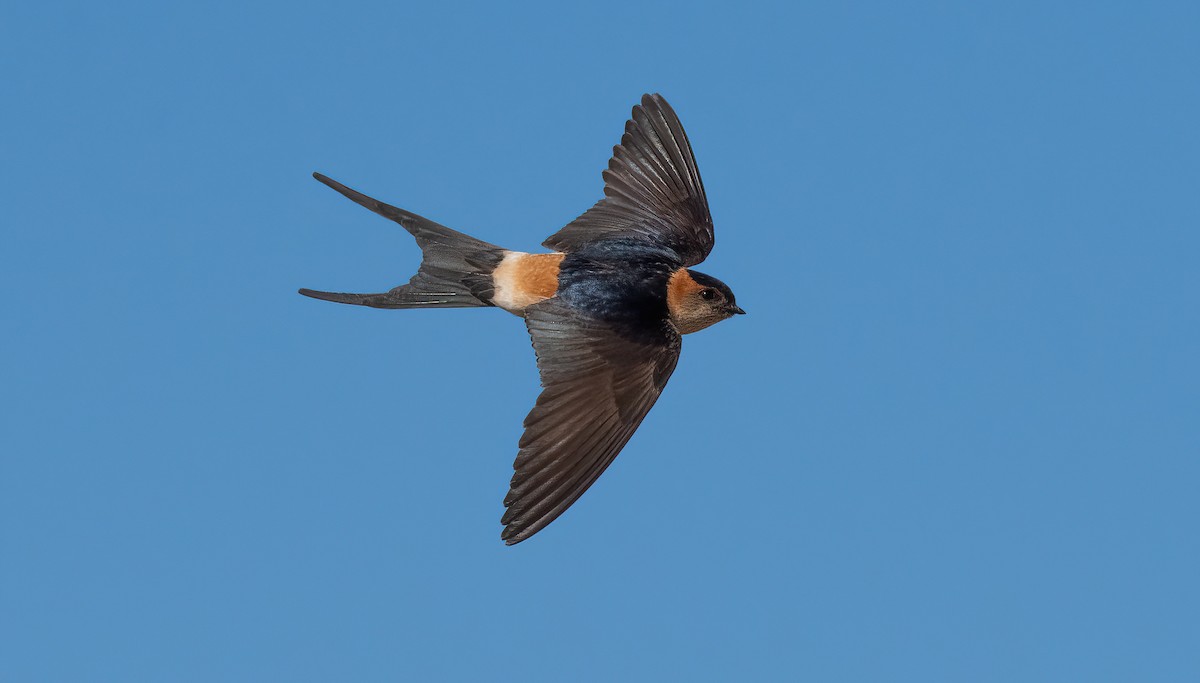 Red-rumped Swallow - ML599945541