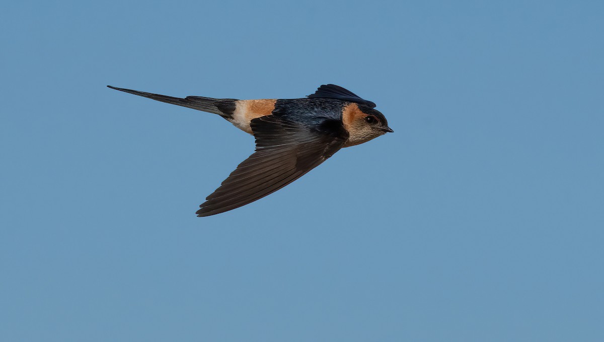 Red-rumped Swallow - ML599945551