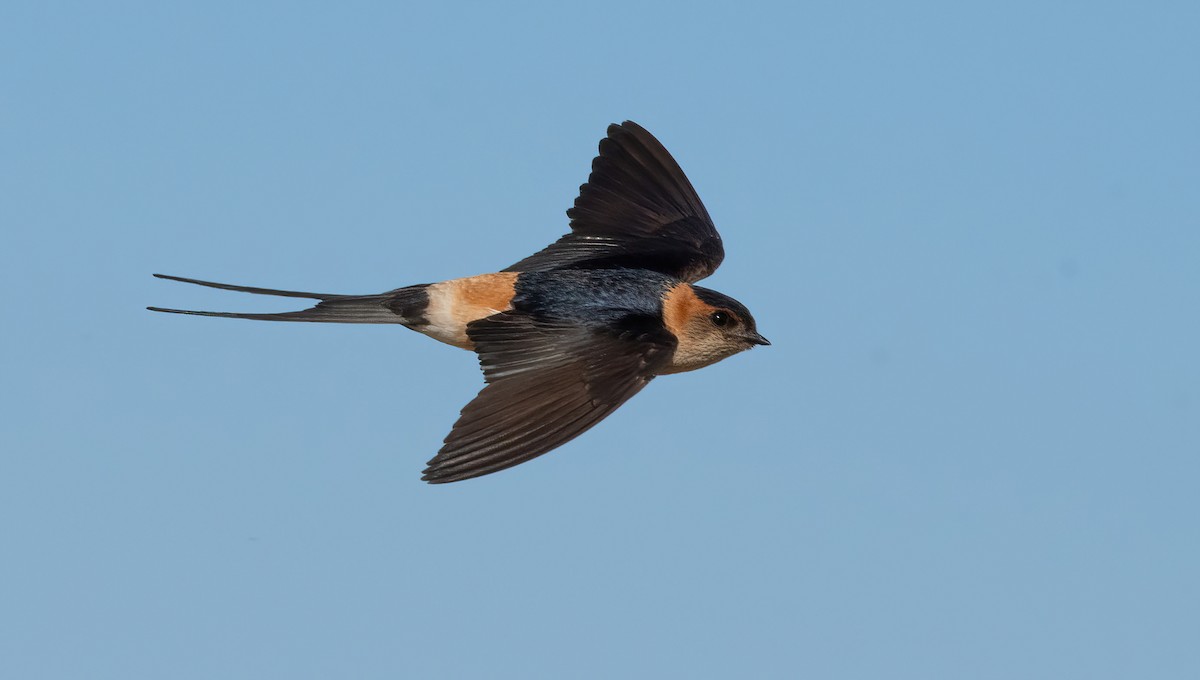 Red-rumped Swallow - ML599945561