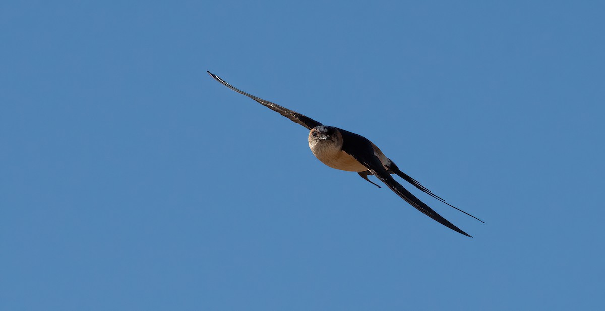 Red-rumped Swallow - ML599945581