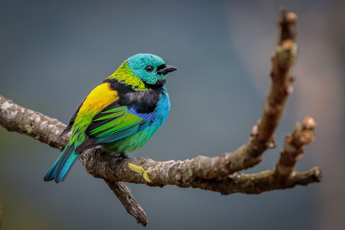 Green-headed Tanager - ML599946131