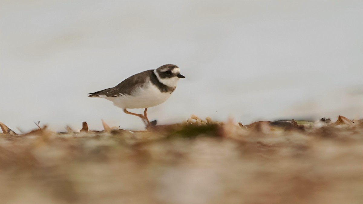 Common Ringed Plover - ML599946311