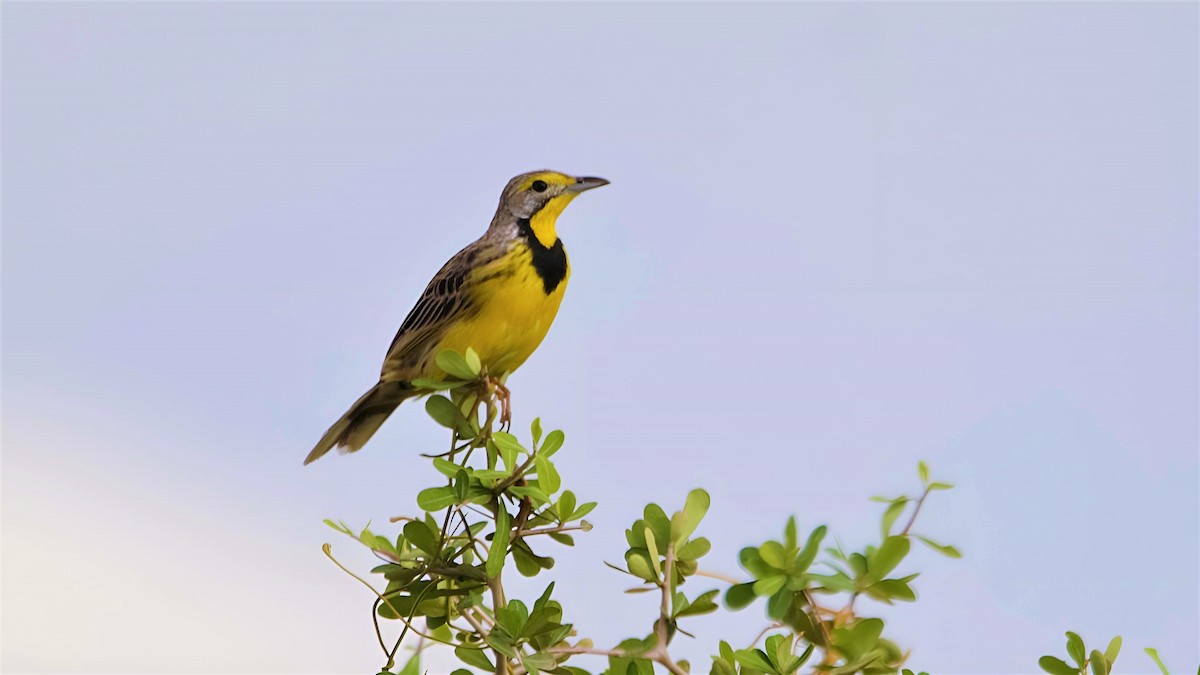 Yellow-throated Longclaw - Ameet Mandavia