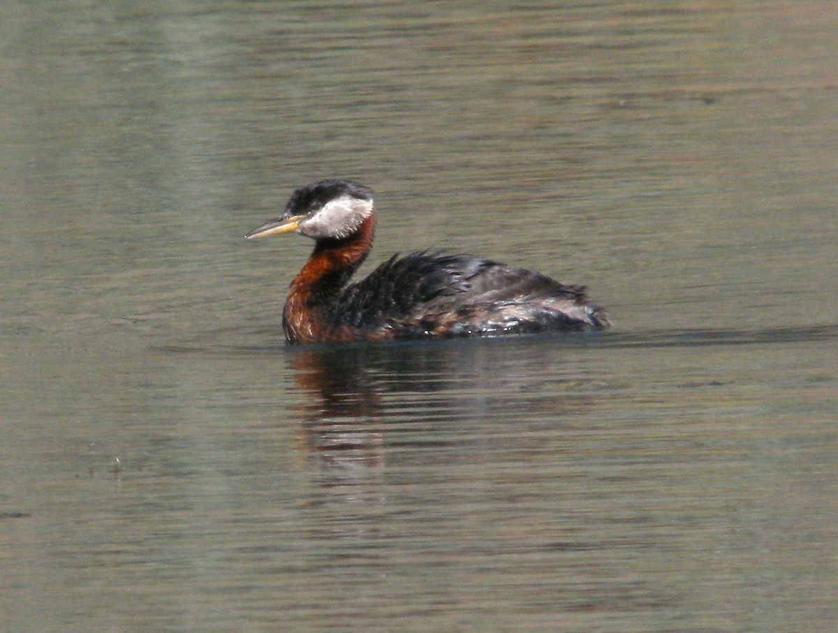 Red-necked Grebe - Charlotte Byers