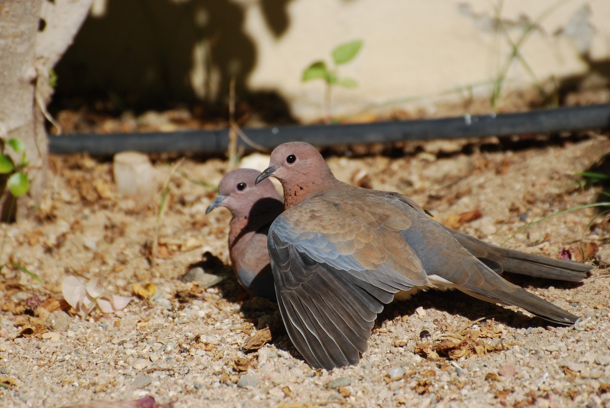 Laughing Dove - ML599950141