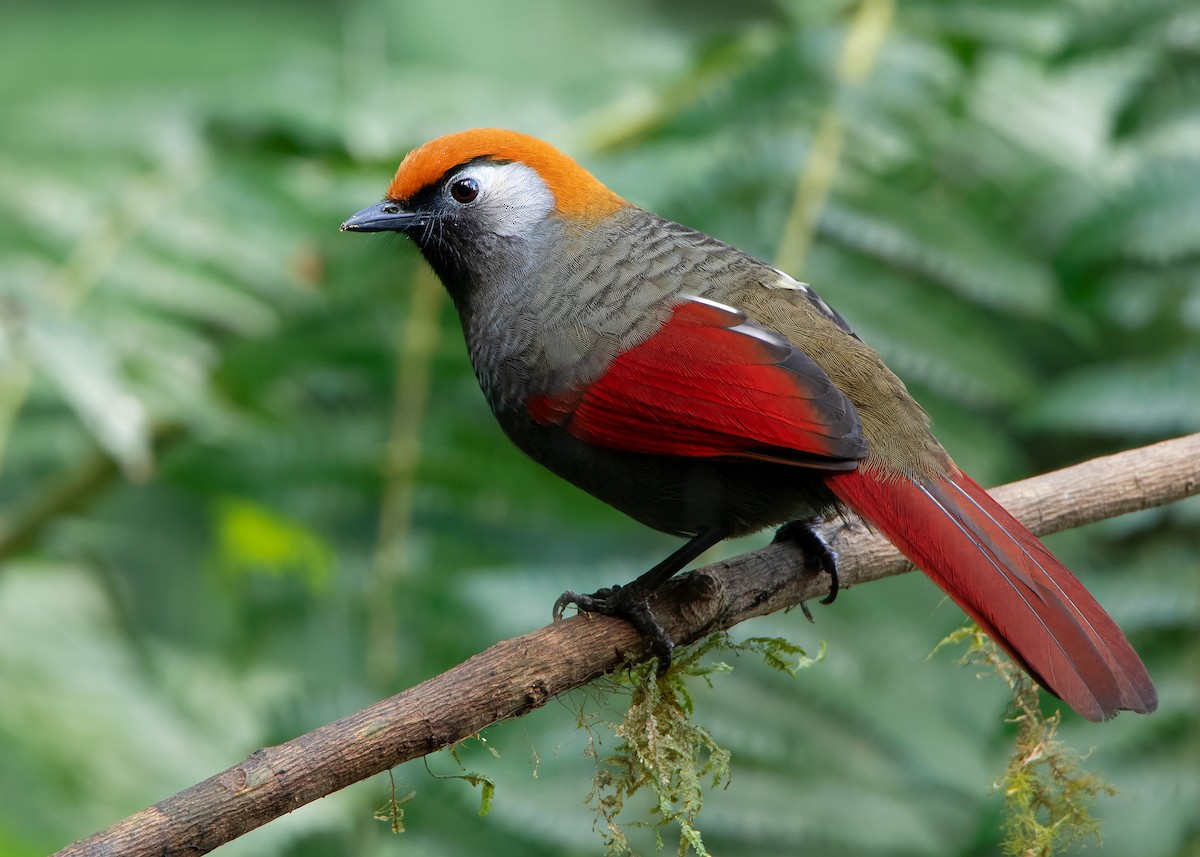 Red-tailed Laughingthrush - Ayuwat Jearwattanakanok