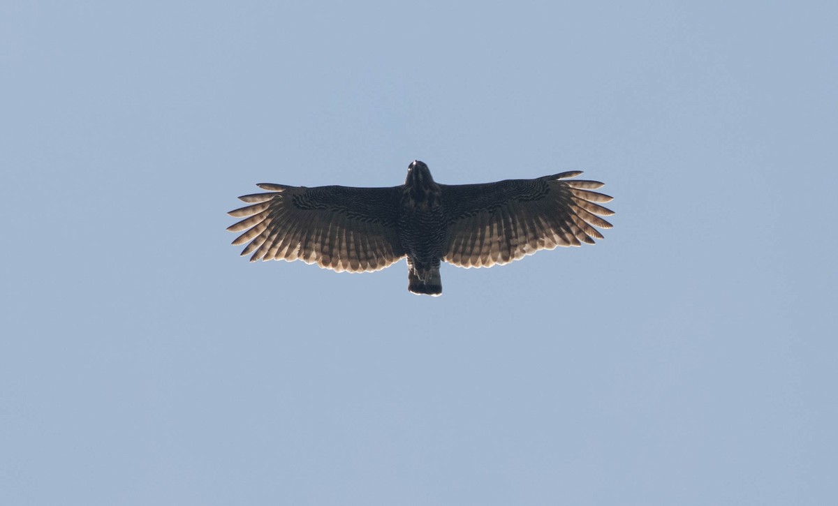 Sulawesi Hawk-Eagle - ML599953951