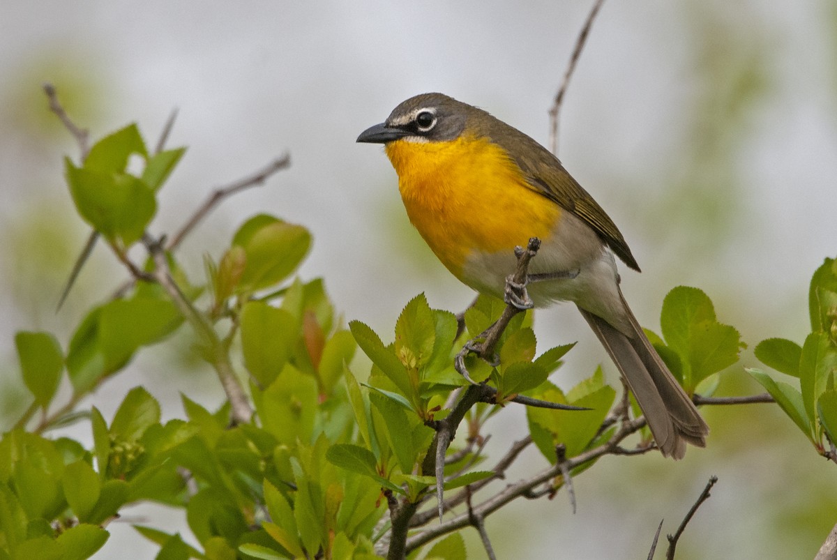 Yellow-breasted Chat - ML599956071