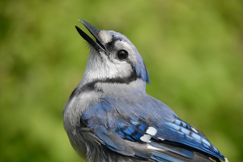 Blue Jay - eBird