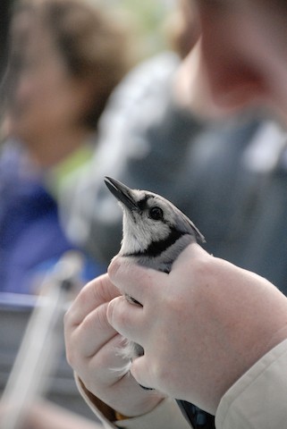 Blue Jay - eBird