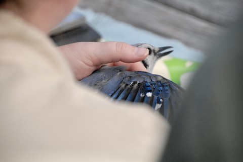 Blue Jay - eBird