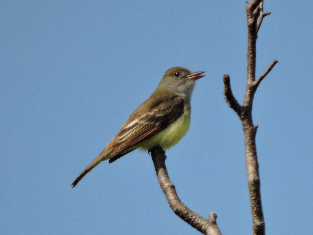 Great Crested Flycatcher - ML59995691