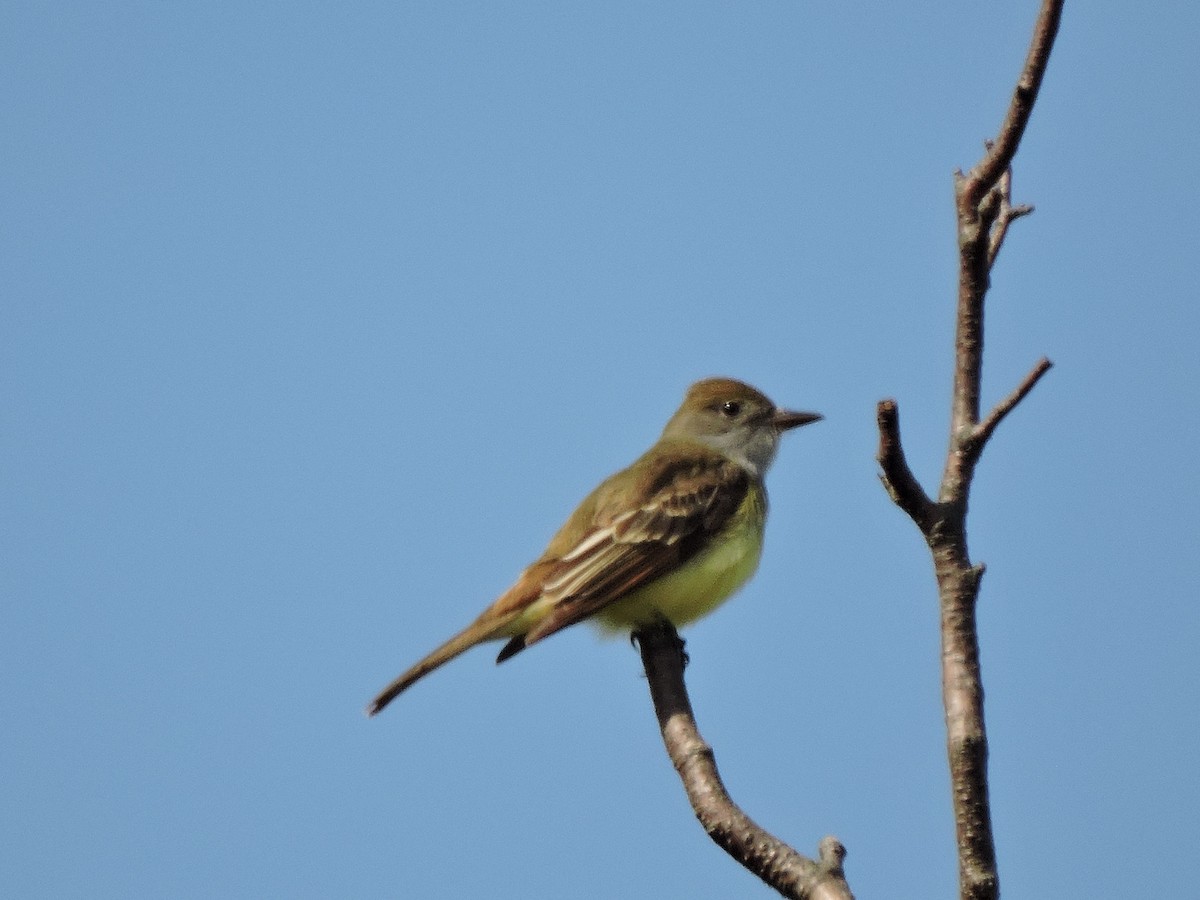 Great Crested Flycatcher - ML59995741