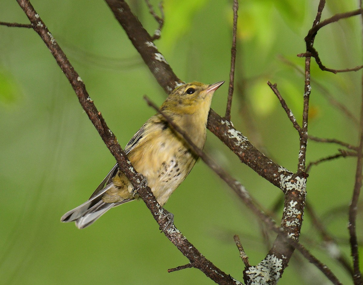 Bay-breasted Warbler - ML599958871