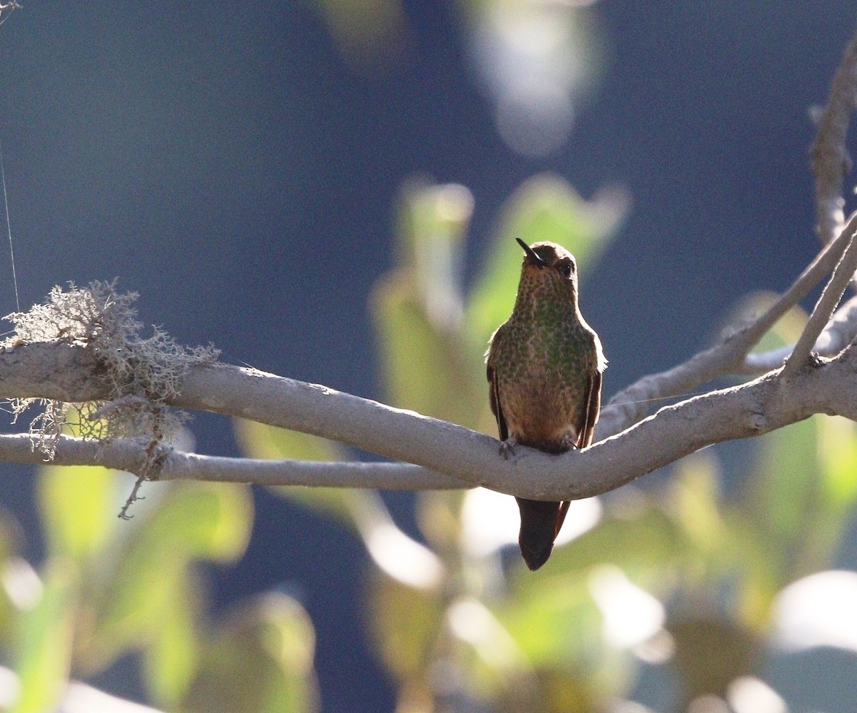 kolibřík světlerousý - ML599962181