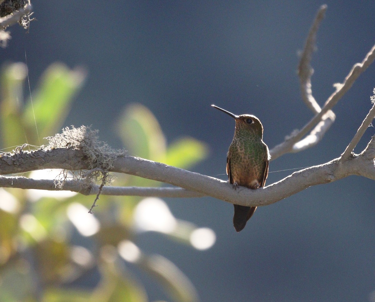kolibřík světlerousý - ML599962191