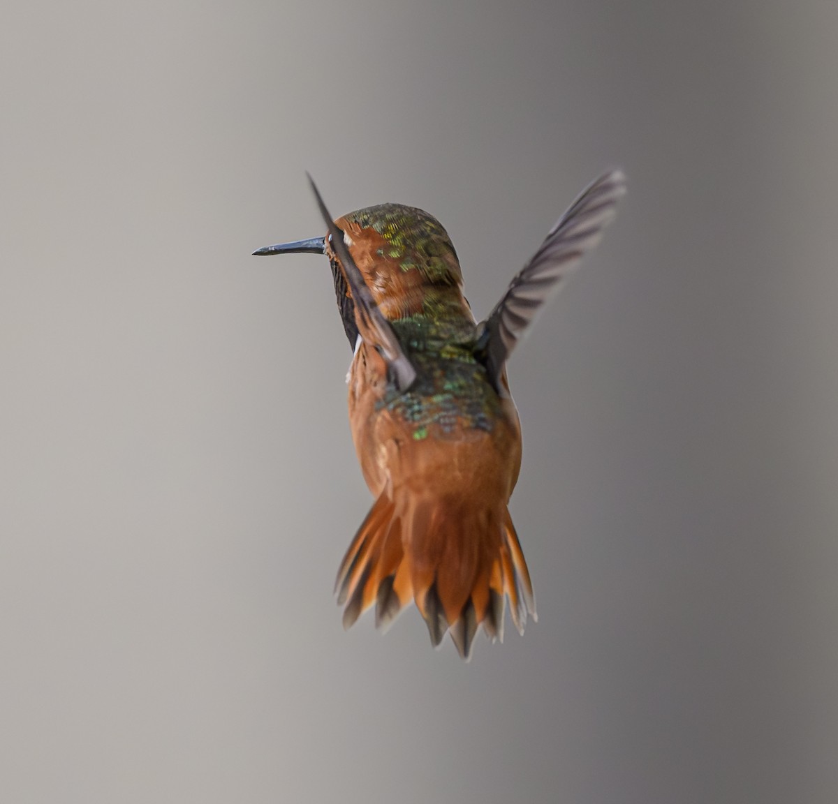 Allen's Hummingbird - Cecilia Riley