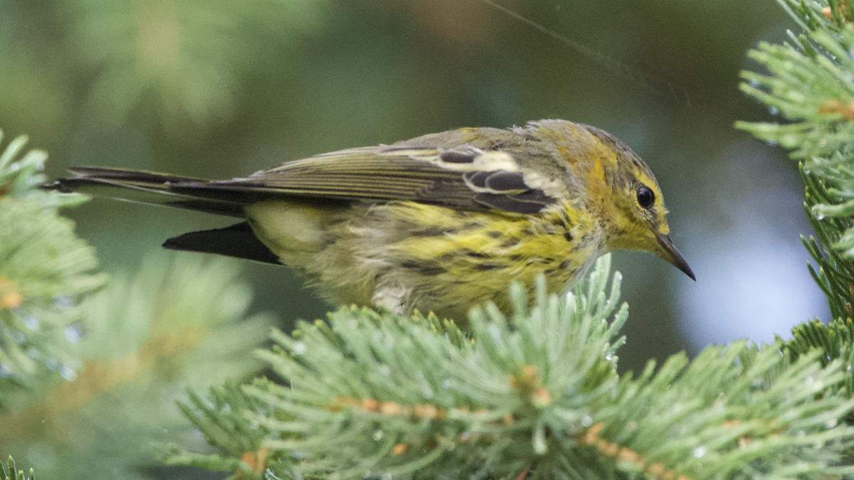 Cape May Warbler - ML599966211
