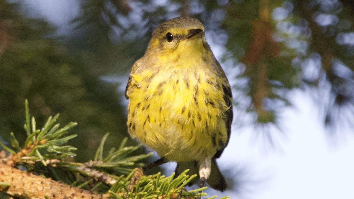 Cape May Warbler - ML599966221