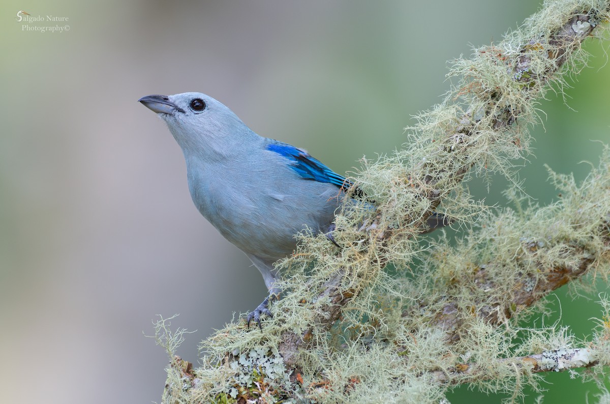 Blue-gray Tanager - ML599967701