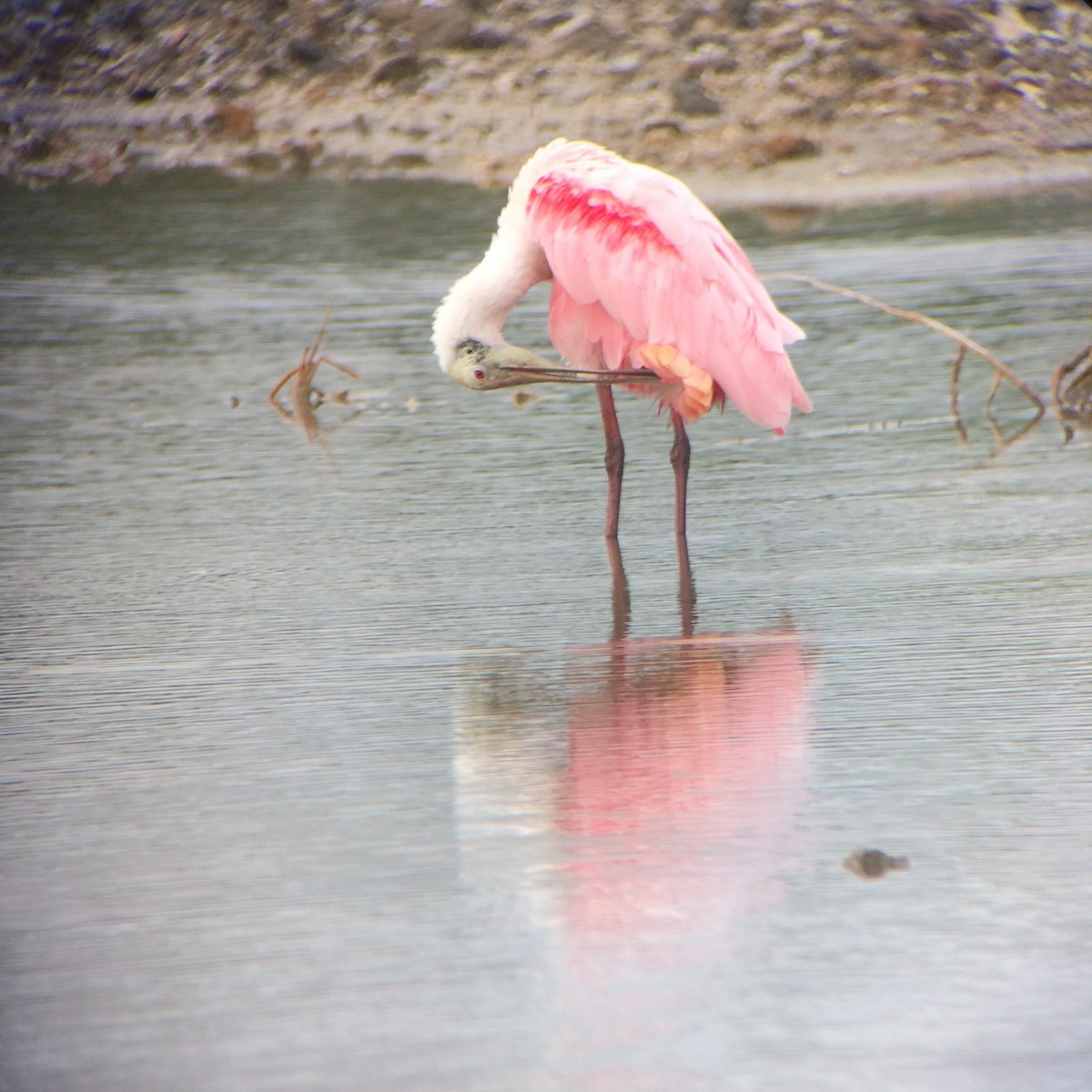Roseate Spoonbill - Marie Chappell