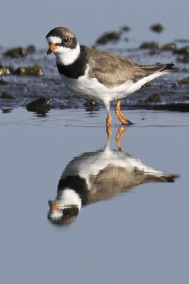 Semipalmated Plover - ML599970861