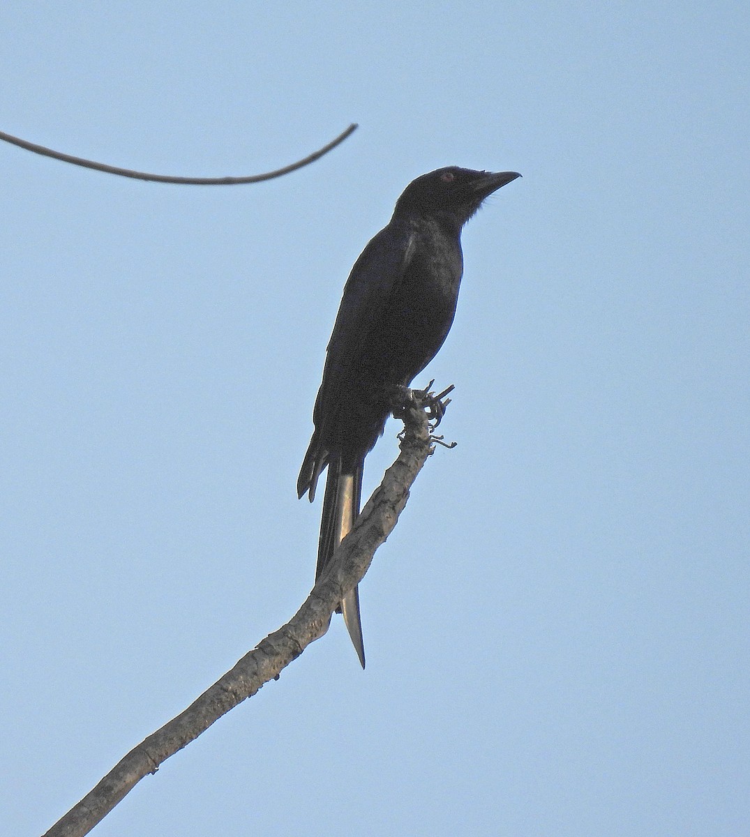 Velvet-mantled Drongo (Fanti) - ML599971871