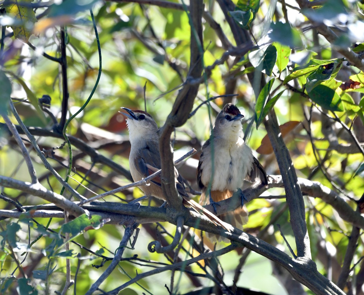 Rufous-fronted Thornbird (Rufous-fronted) - ML599972651