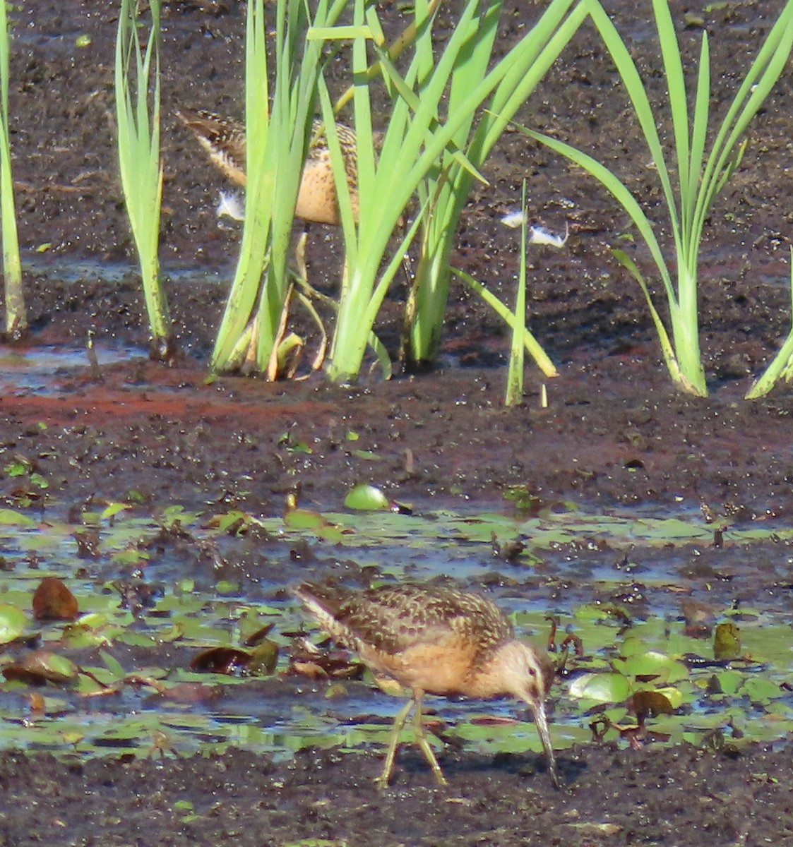Long-billed Dowitcher - b haley