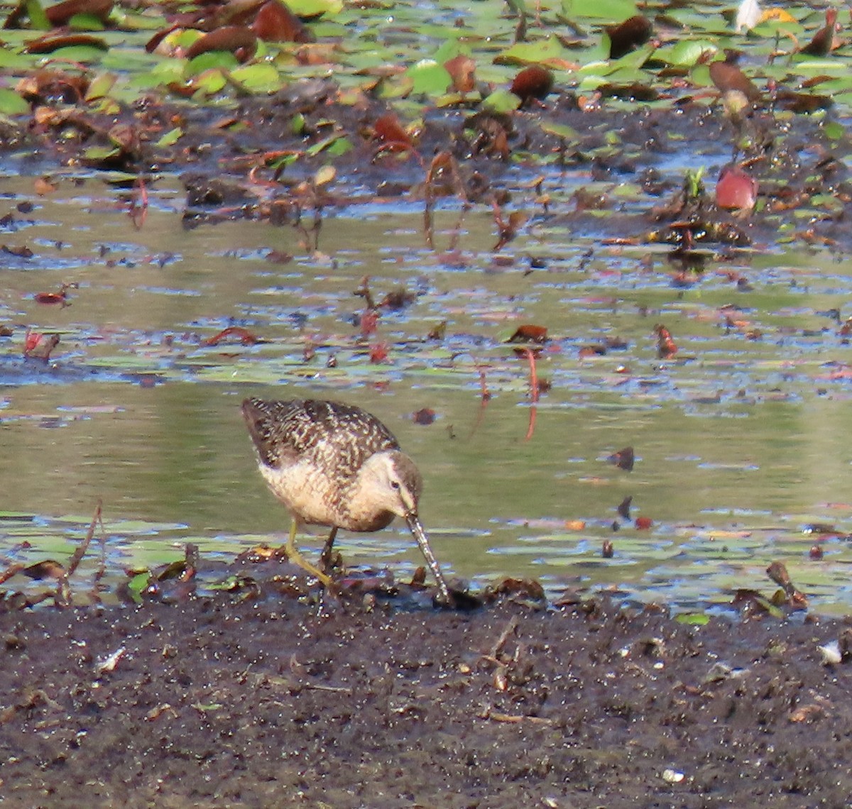 Long-billed Dowitcher - ML599973881