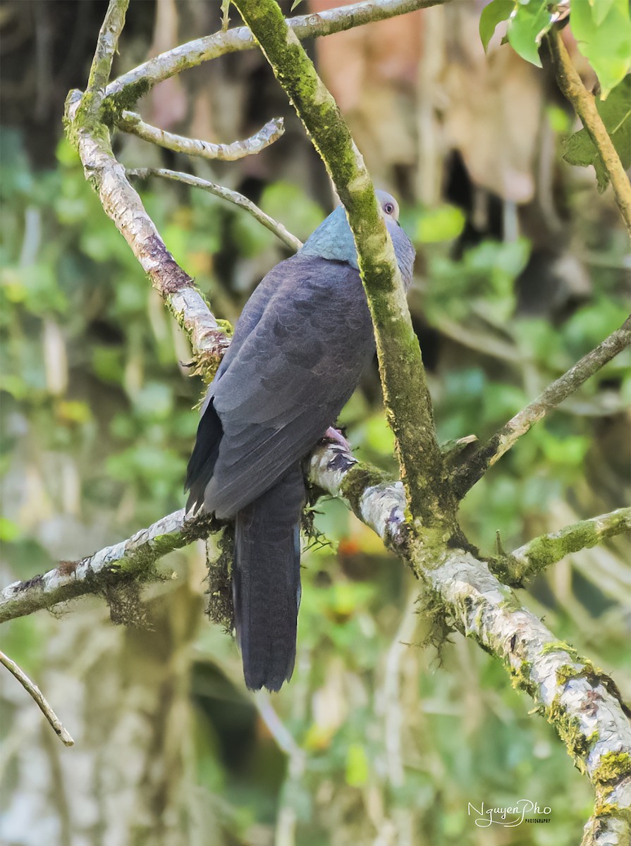 Barred Cuckoo-Dove - ML599981791