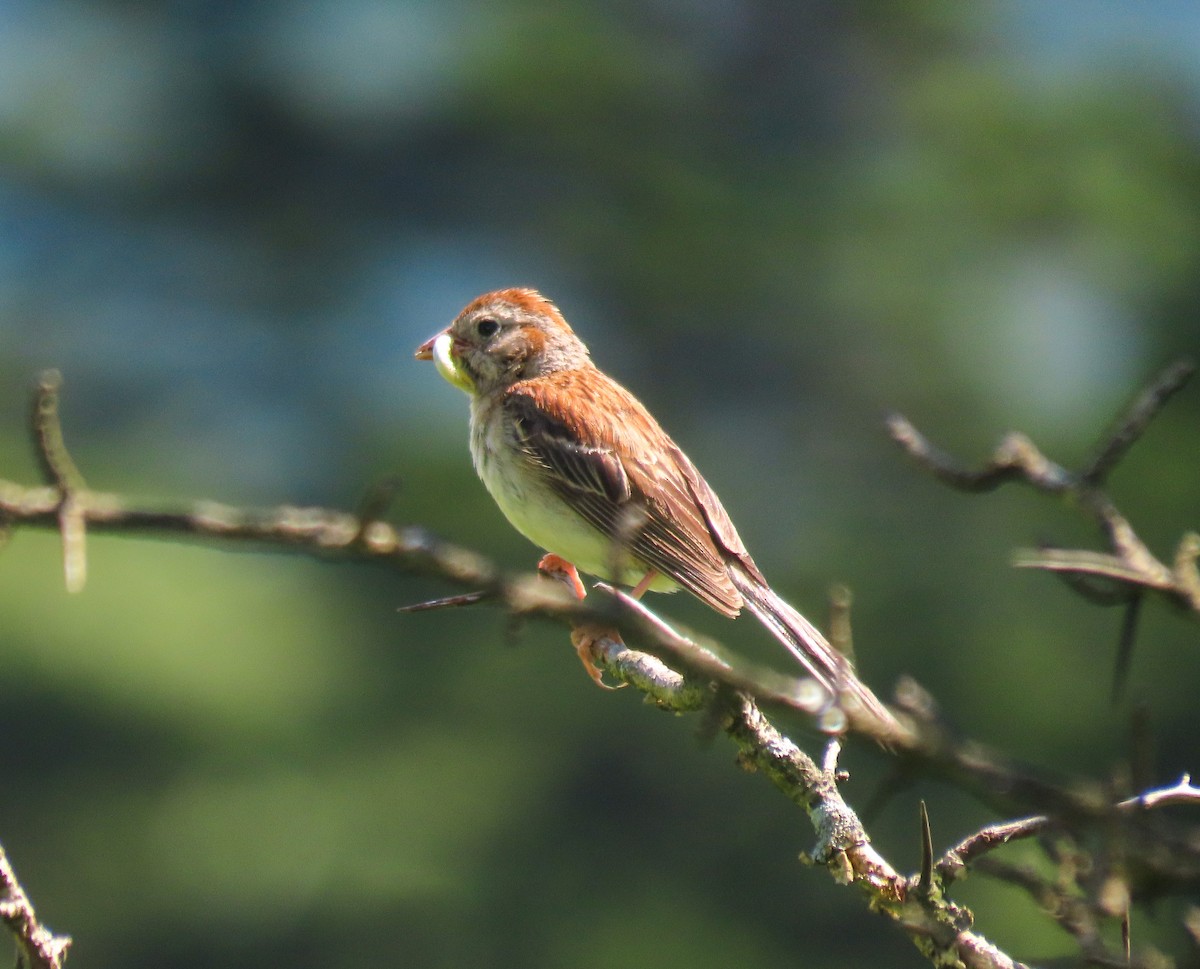 Field Sparrow - ML599982171