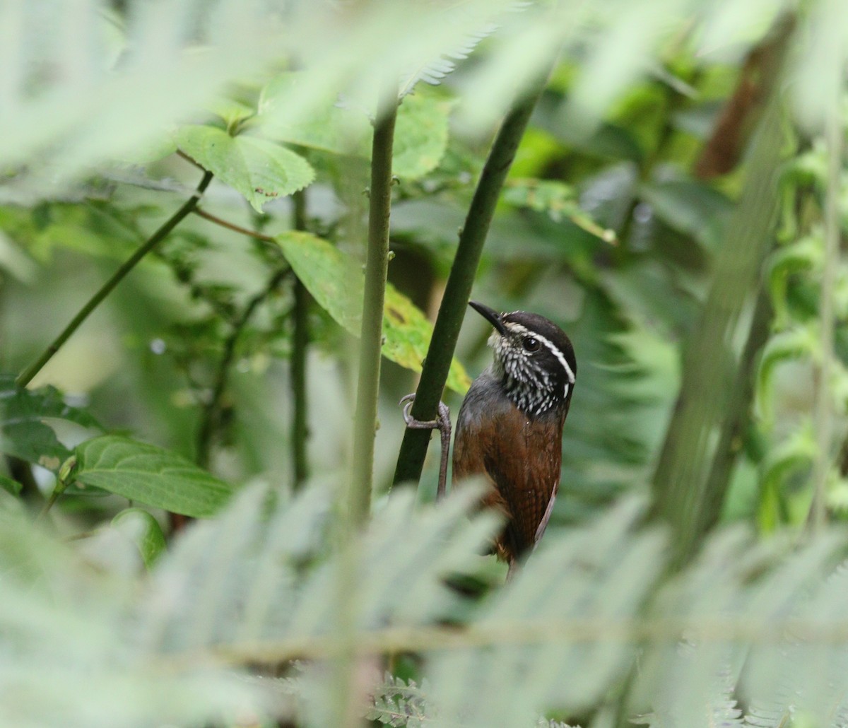 Gray-breasted Wood-Wren (Andean) - ML599985381