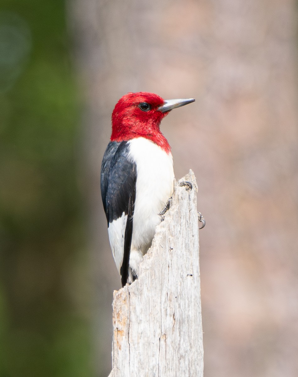 Red-headed Woodpecker - ML599989121