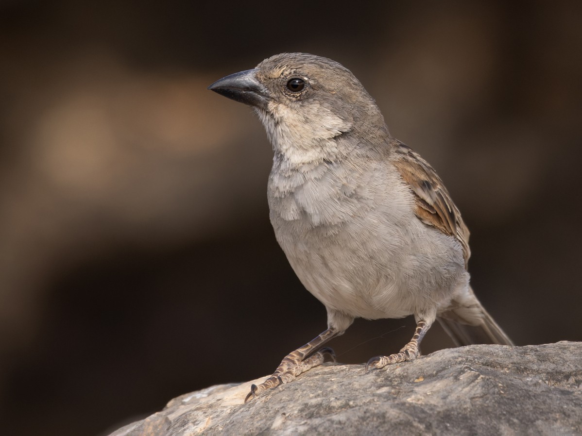 Socotra Sparrow - Lars Petersson | My World of Bird Photography