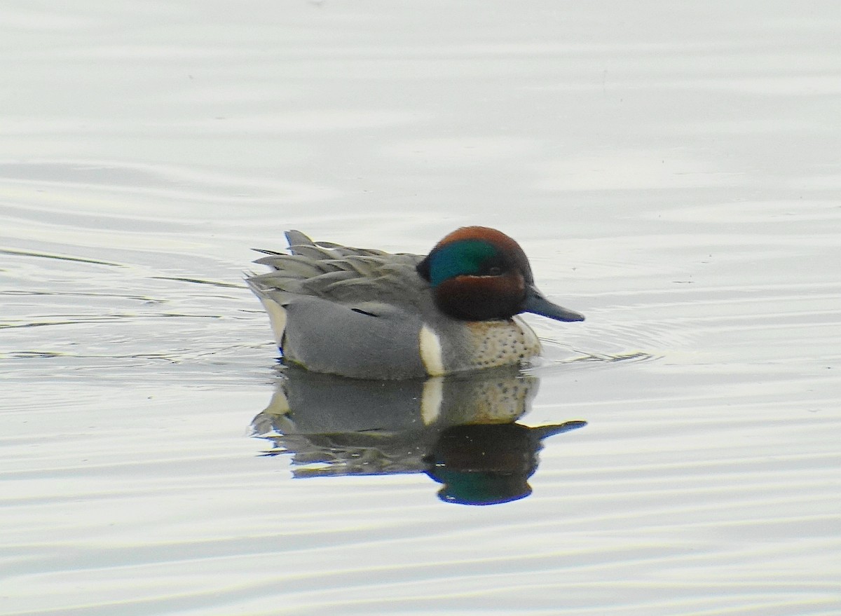Green-winged Teal - ML59999381