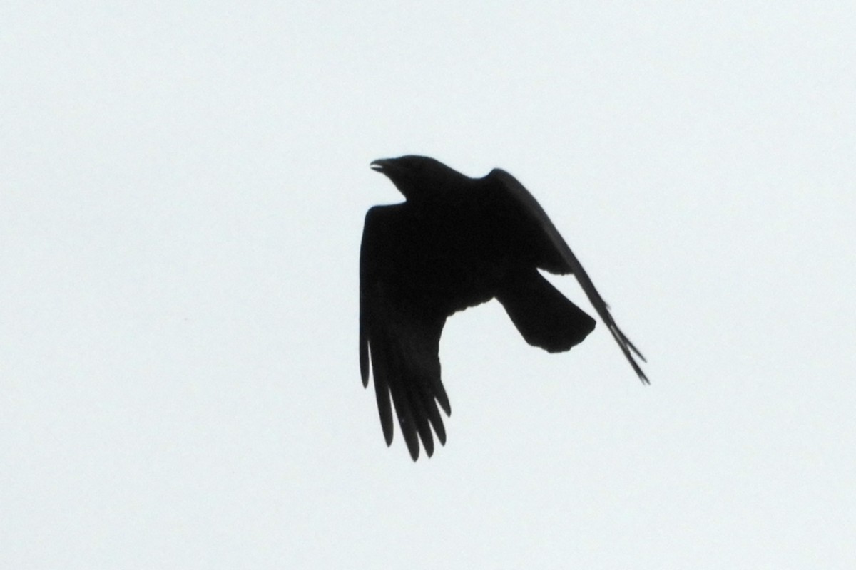 American Crow - ML59999631