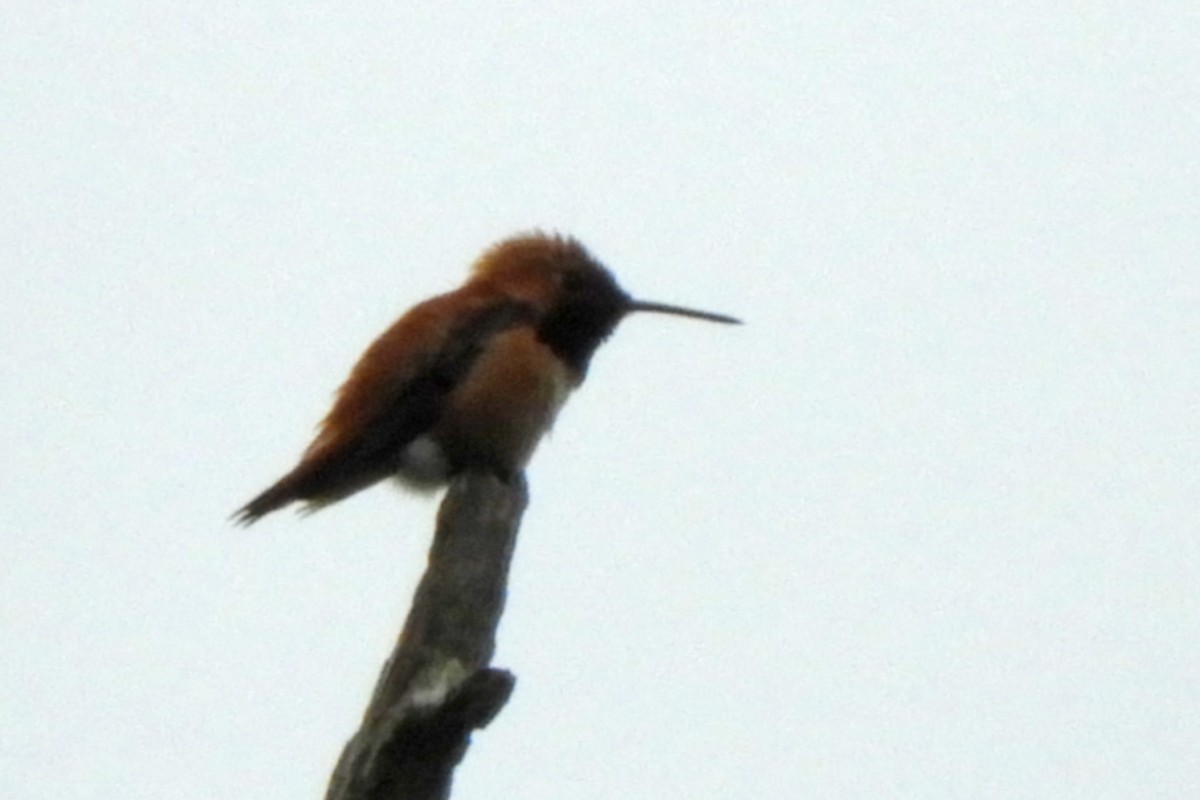 Rufous Hummingbird - Georgia Gerrior