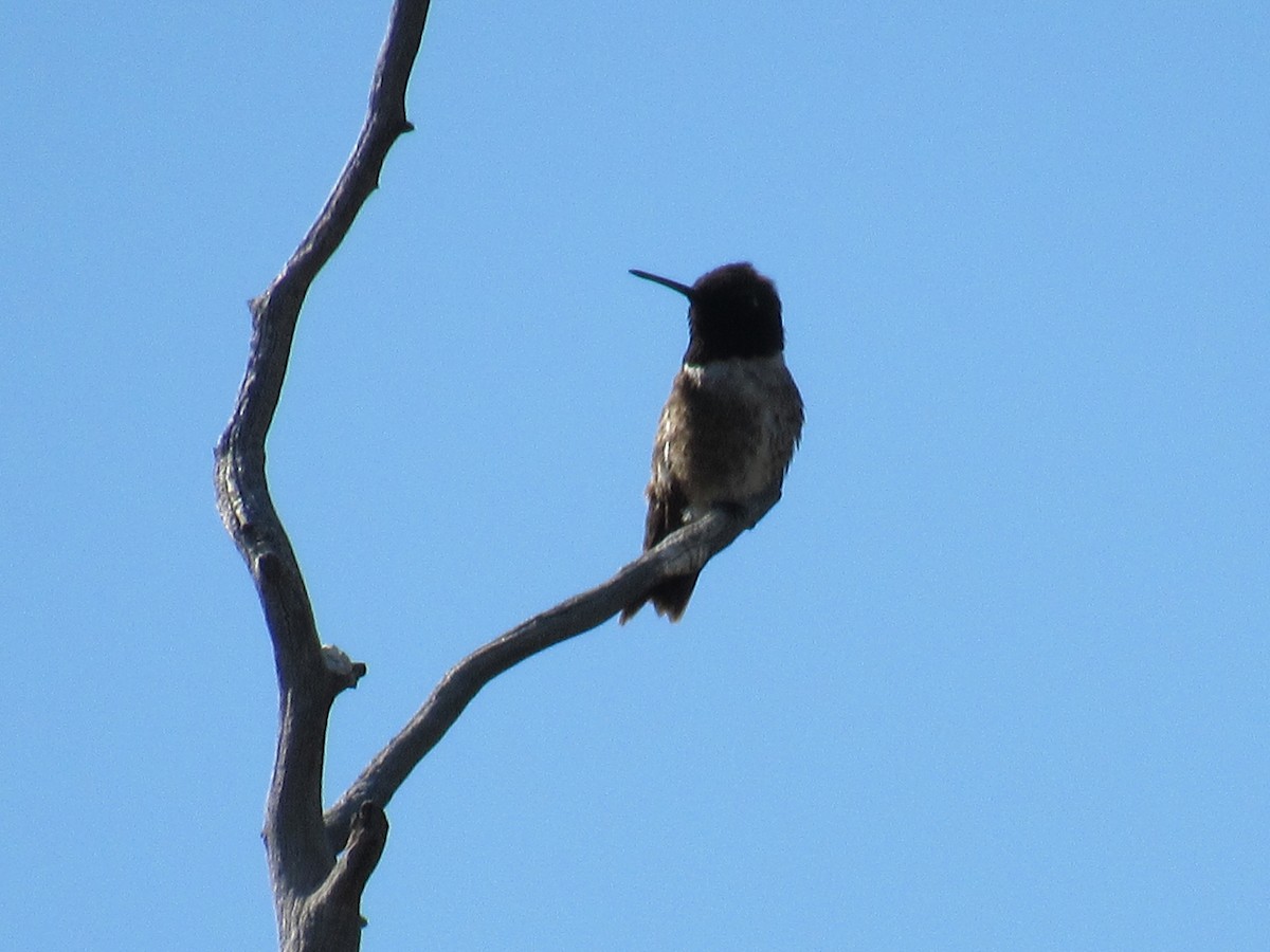 Black-chinned Hummingbird - Rhiannon Thunell