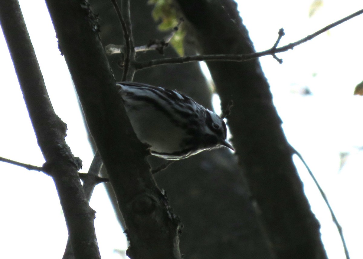 Black-and-white Warbler - ML600004301