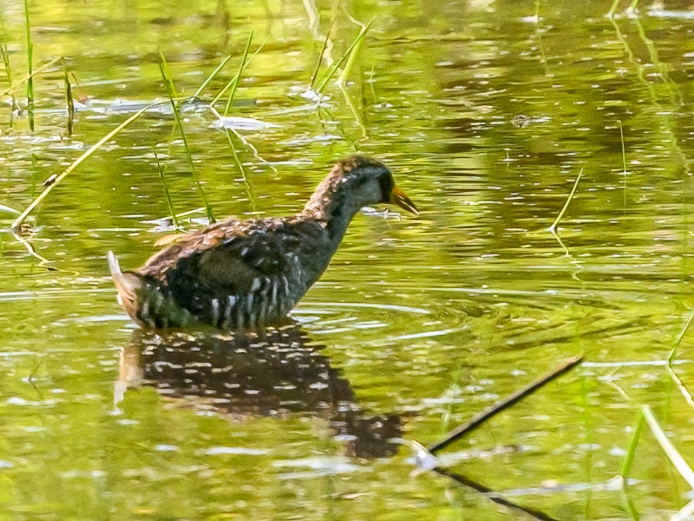 EBird Checklist 3 Aug 2023 Daniel Webster Wildlife Sanctuary Mass