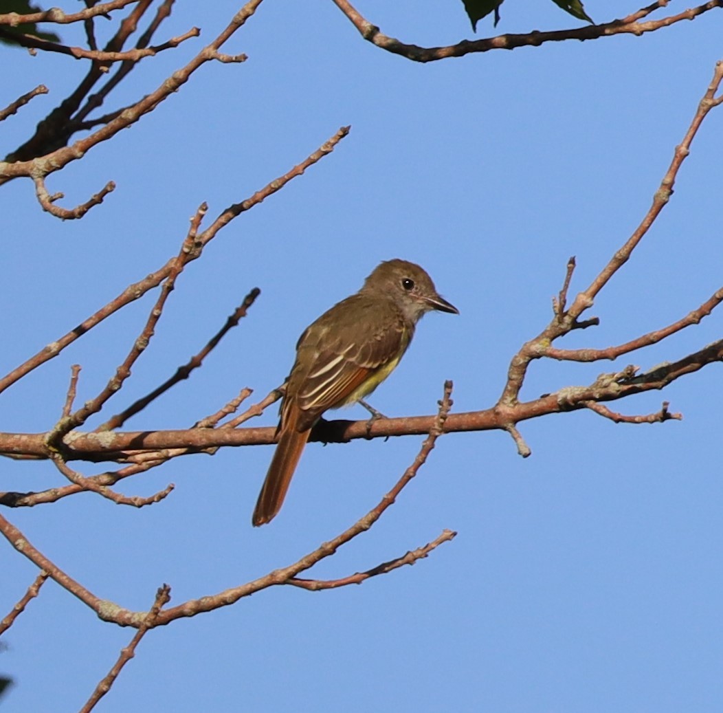 Great Crested Flycatcher - ML600009361