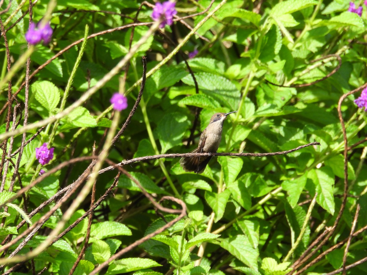 kolibřík fialovouchý - ML600010021
