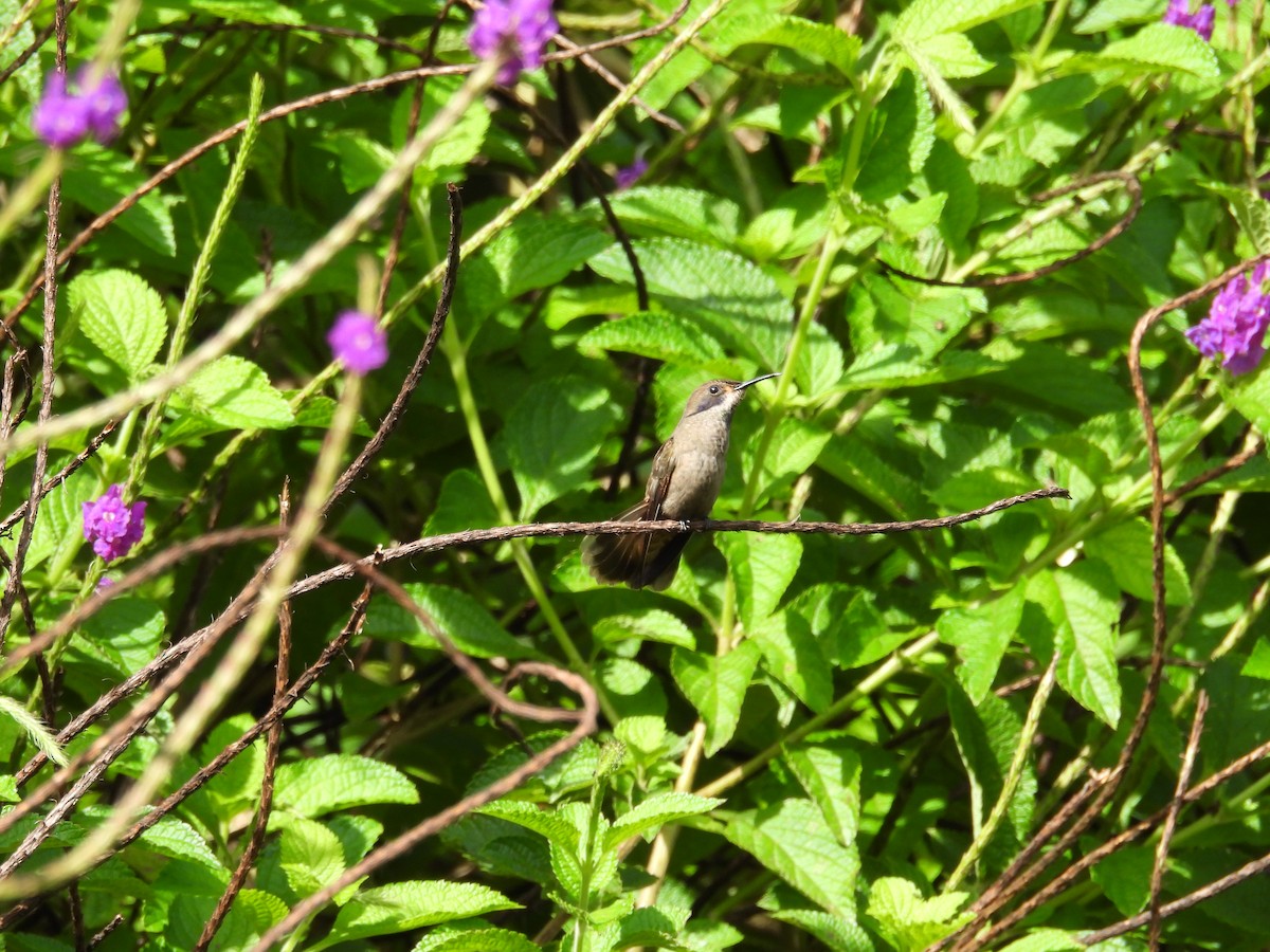 kolibřík fialovouchý - ML600010031