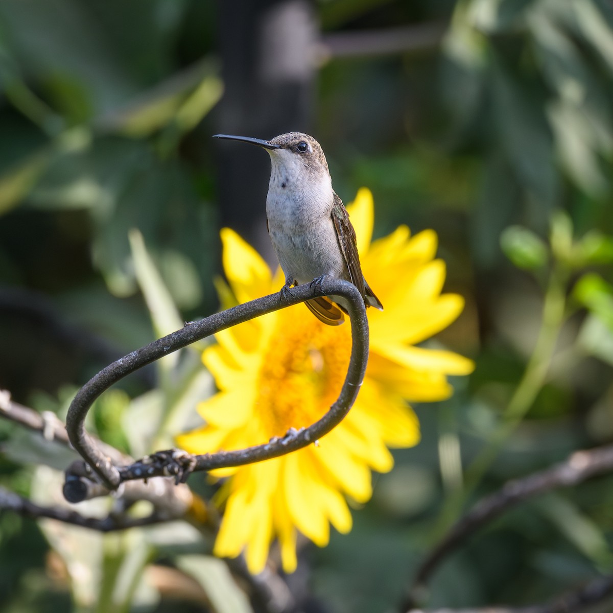 Black-chinned Hummingbird - ML600014621