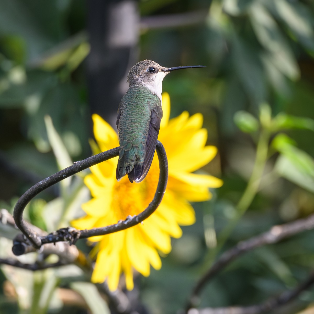 Black-chinned Hummingbird - ML600014631