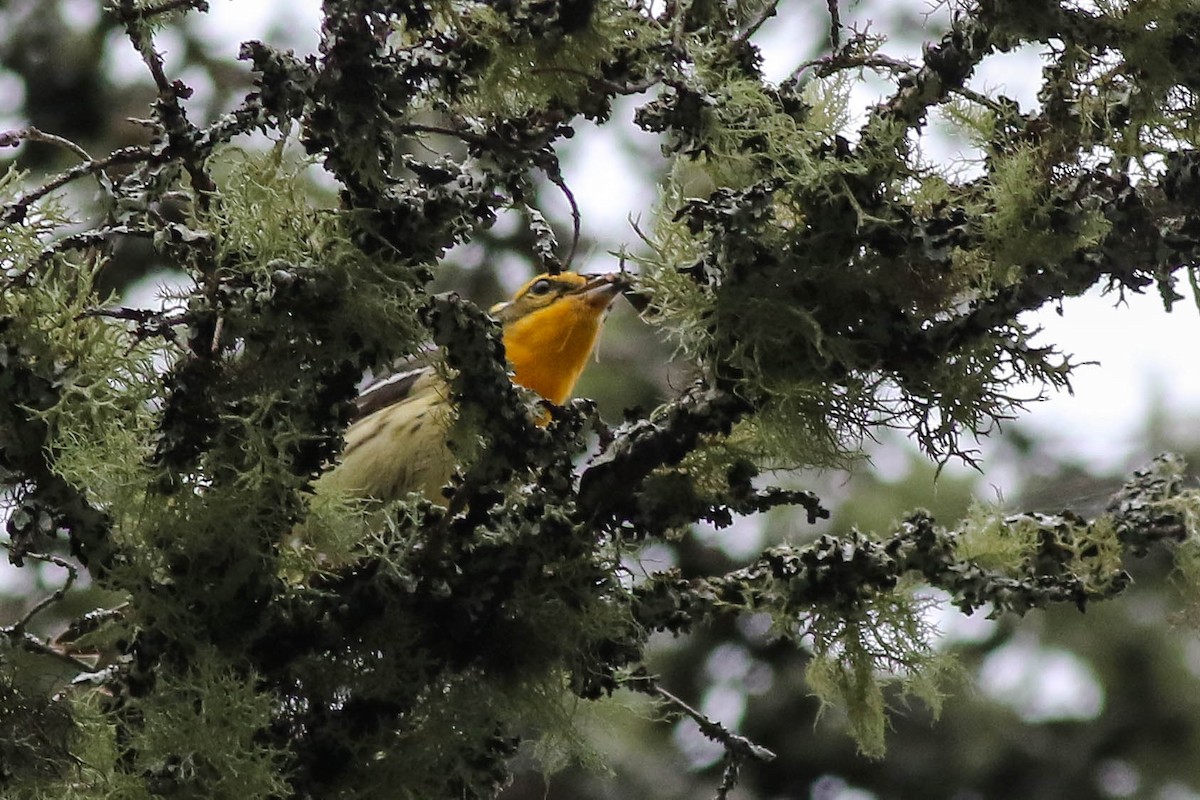 ML600016121 - Blackburnian Warbler - Macaulay Library