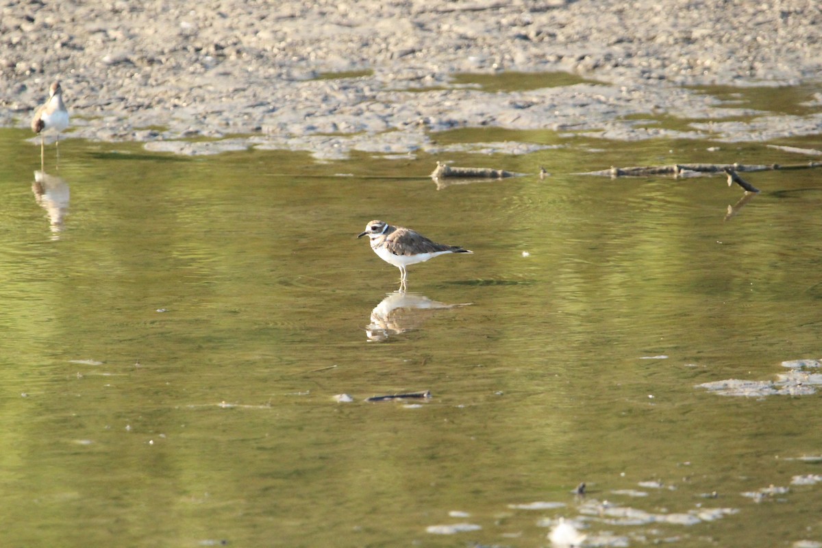 ML600020561 Killdeer Macaulay Library